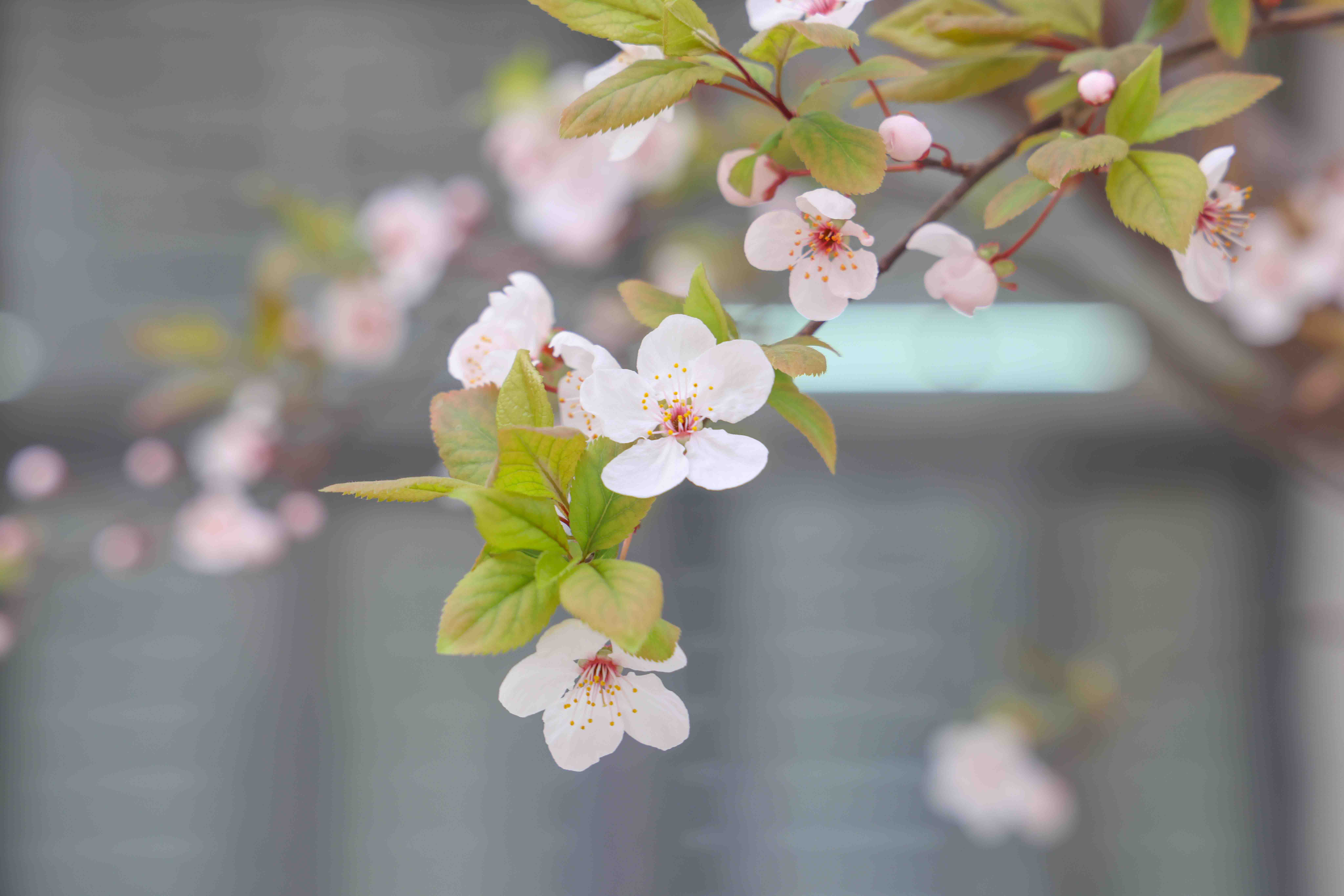 校园一角——“春”主题