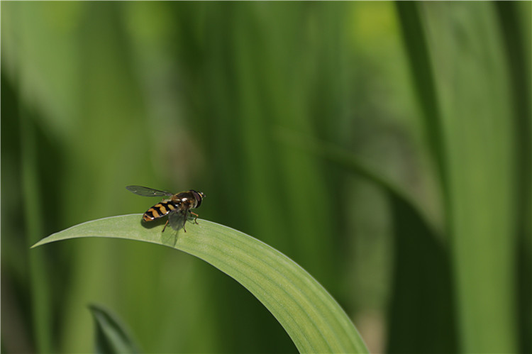 虫儿飞飞，绿意盎然