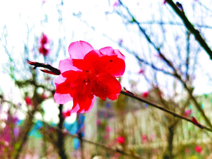 校园里的一点红